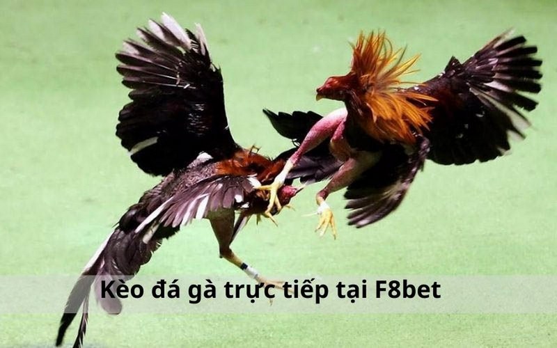 F8bet