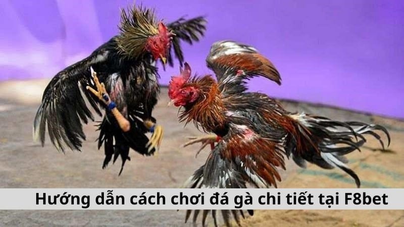 Hướng dẫn cách chơi đá gà chi tiết tại F8bet