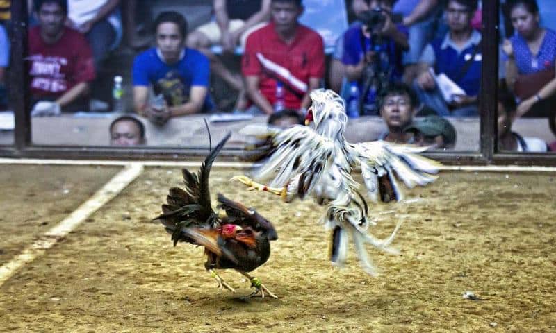 Kỹ năng tường thuật đá gà thomo