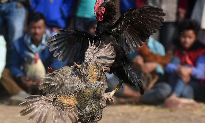 Tường thuật đá gà là gì?